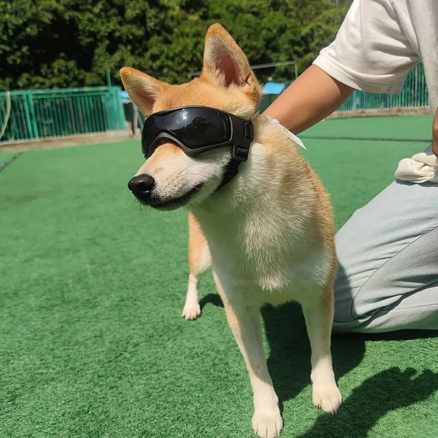Solglasögon för små hundar